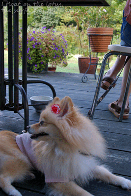 b0075318_23302735.gif