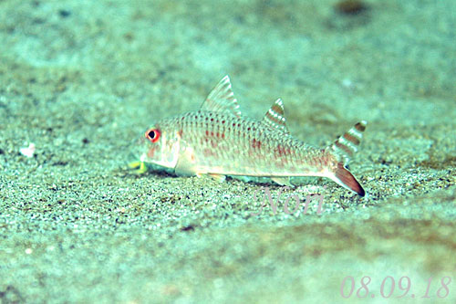 b0044726_9464038.jpg