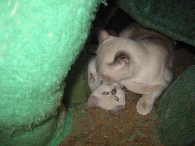 e0095155_1813133.jpg