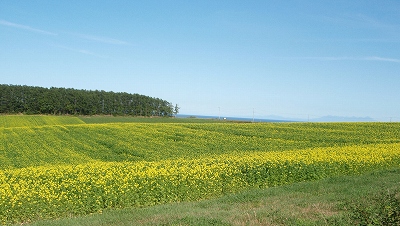 e0004756_21271532.jpg