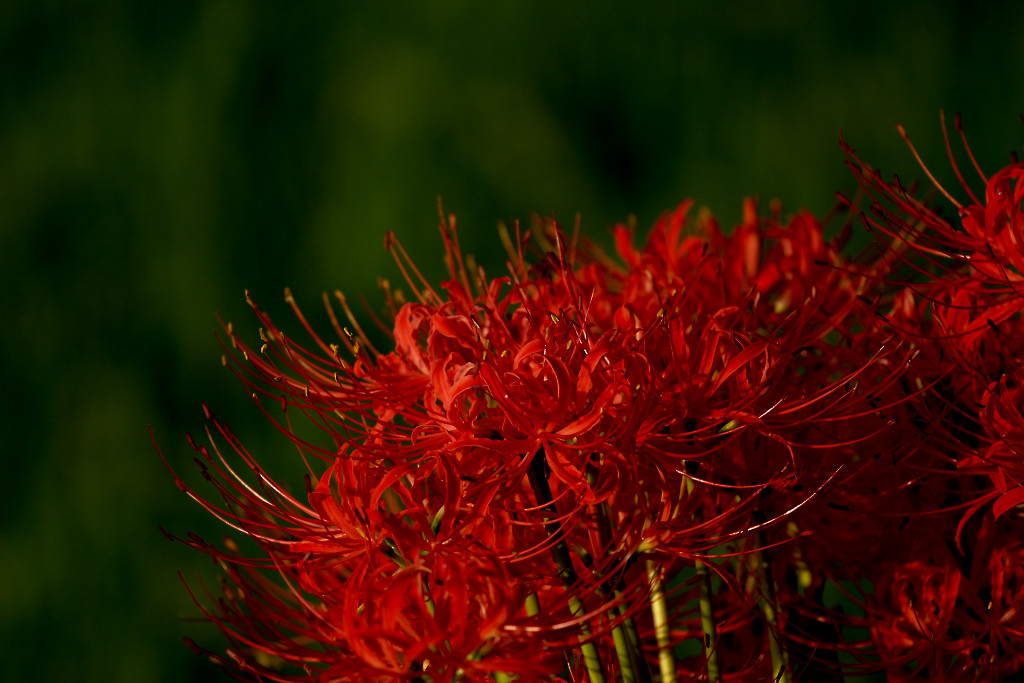 b0032262_1622156.jpg