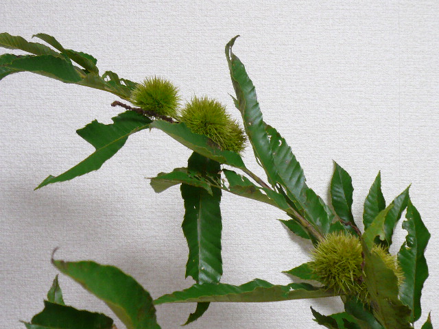 d0147774_050129.jpg