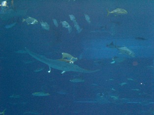c0090278_2332846.jpg