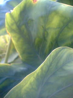 f0100480_17413081.jpg