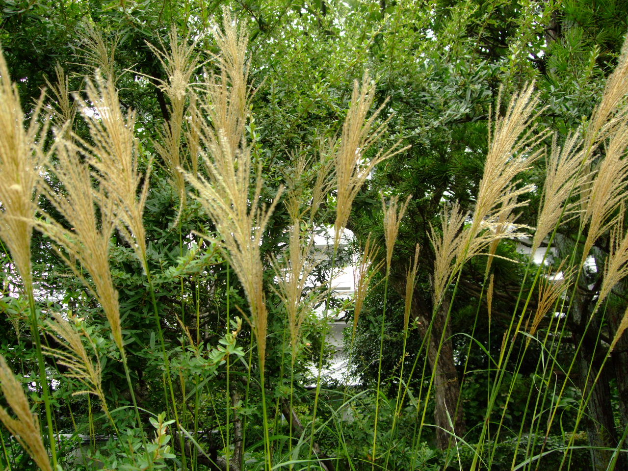 f0100593_16234252.jpg