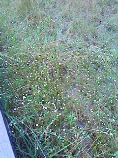 c0100148_155114.jpg