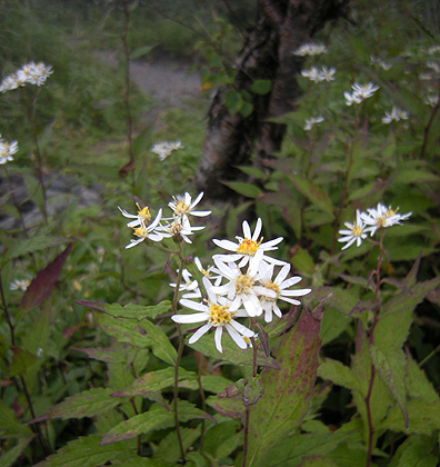 a0001354_19534169.jpg