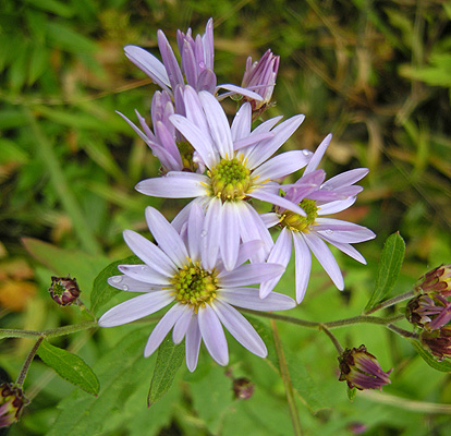 a0001354_19535334.jpg