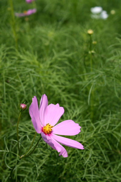 b0055171_035536.jpg