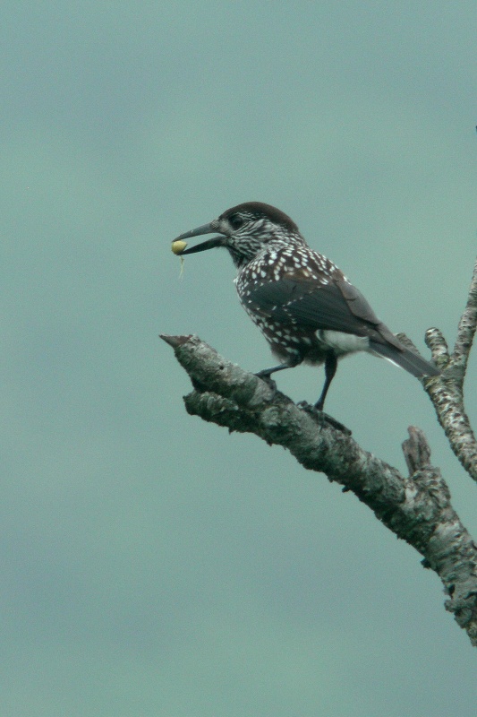 f0137673_1835861.jpg