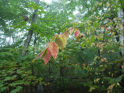 f0065604_18535342.jpg