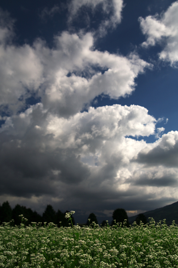 c0115616_1749153.jpg