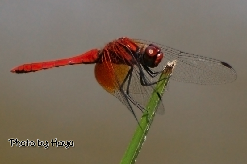 a0059328_072632.jpg
