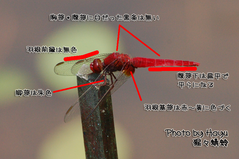 a0059328_113584.jpg