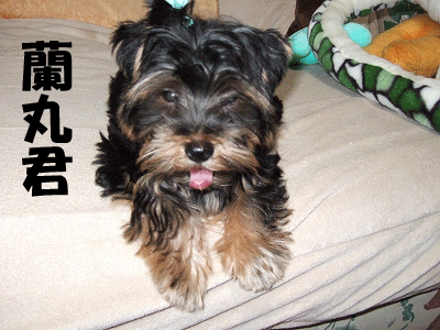 f0008935_131734.gif