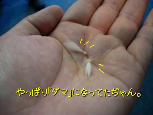 a0095546_0512524.jpg