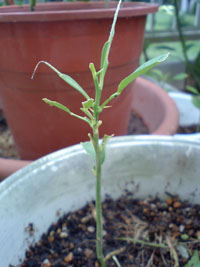 c0155853_9504520.jpg