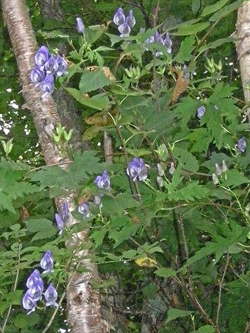 a0001354_20353726.jpg