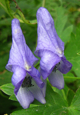 a0001354_2036349.jpg