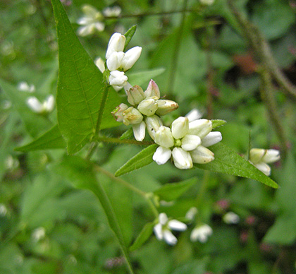 a0001354_212354100.jpg