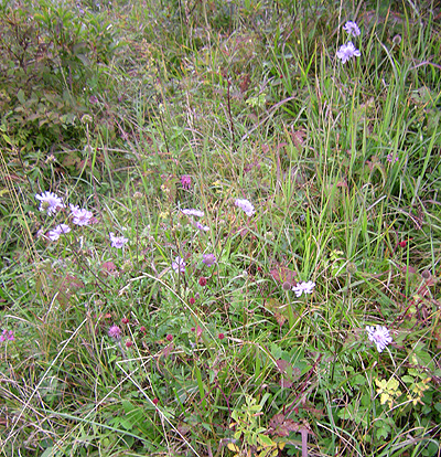 a0001354_21355837.jpg