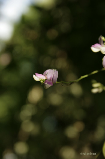c0027369_17475951.jpg