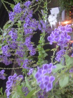 c0122270_21425852.jpg