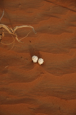 e0066474_21221485.jpg