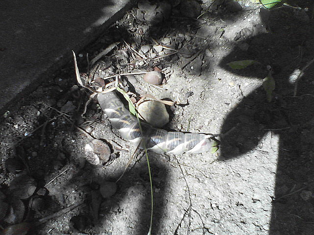 a0007388_1116421.jpg