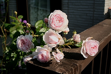f0051194_14344994.jpg