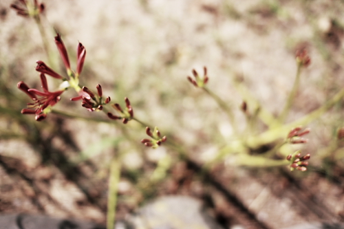 c0129498_1463158.jpg
