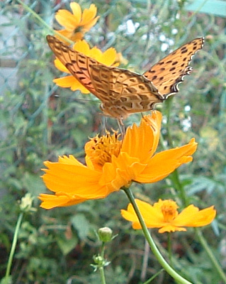 a0079803_2354594.jpg