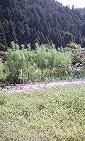 e0119003_233461.jpg