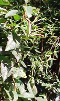 e0119003_23415797.jpg