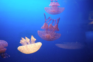 a0031714_2213371.jpg
