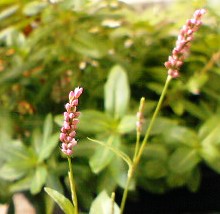 d0024220_10594173.jpg