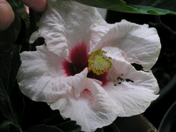 f0128723_200964.jpg