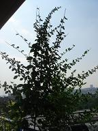 e0057640_13331378.jpg