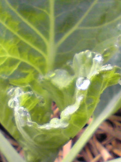 f0175043_1330195.jpg