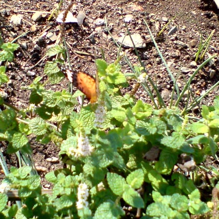 e0034047_023042.jpg