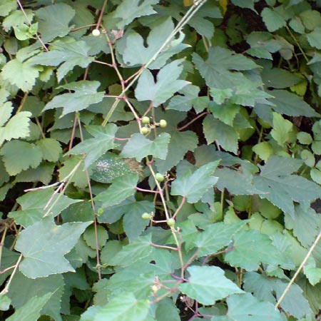 e0034047_033026.jpg