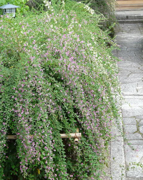 e0017051_13514350.jpg