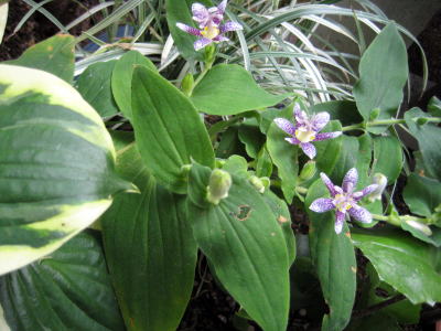 c0147952_2010532.jpg