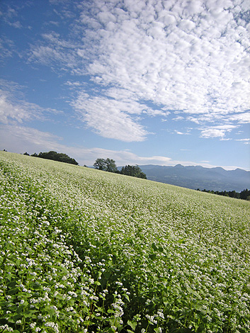 a0001354_2221454.jpg