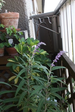 c0108981_231521.jpg