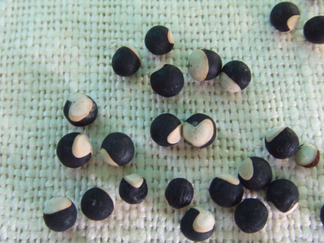 c0062603_1093922.jpg