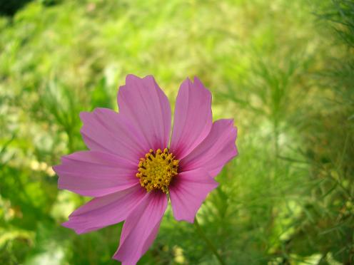 e0033713_1751474.jpg
