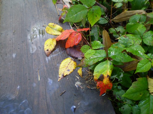 c0177814_14252510.jpg