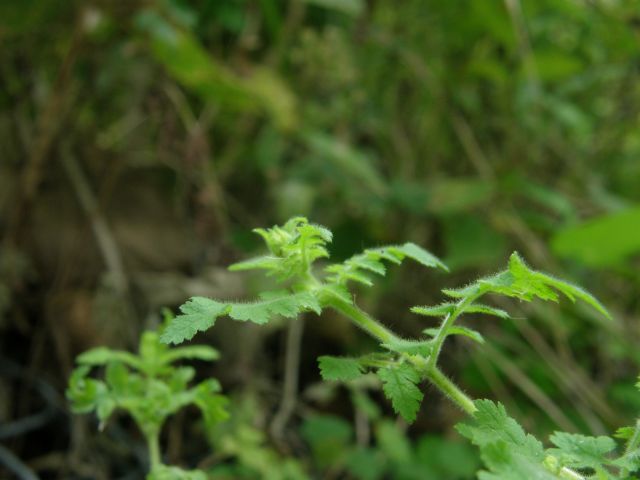 e0145033_15344183.jpg