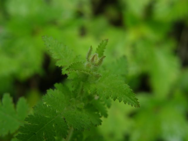 e0145033_15365767.jpg